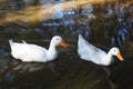 Two ducks in the water looking for food Royalty Free Stock Photo