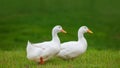 Two white ducks walking in the meadow Royalty Free Stock Photo