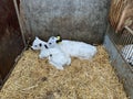 Two white Dutch calves in a barn