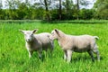 Two white dutch lambs in green spring pasture Royalty Free Stock Photo