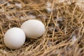 Two white eggs of a pigeon laying in the nest
