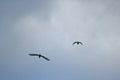 TWO WHITE EGRET BIRDS FLYING AGAINST OVERCAST SKY Royalty Free Stock Photo