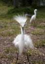 Two white egrets with ruffled feathers protecting territory. White Crane. Nature background