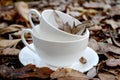 Two white empty cups on autumn leaves. Concept over time, old age, relationships and loneliness Royalty Free Stock Photo