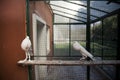 Two white english poter pigeon standing