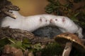 Two White European minks or nerts from a fur farm in an autumn forest landscape