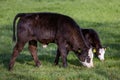 two white faced calves graze in green grassy spring meadow Royalty Free Stock Photo