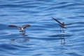 Two White-faced storm-petrels dancing over New Zealand waters Royalty Free Stock Photo