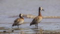 Two White-faced Whistling Ducks on Pond Royalty Free Stock Photo