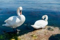 Two beautiful white family swan swims in sea water