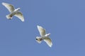 Two white feather homing pigeon flying against clear blue sky