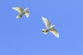 two white feather homing pigeon flying mid air against beautiful clear blue sky Royalty Free Stock Photo