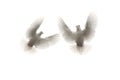 Two white feather pigeon flying mid air against white background