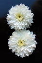 Two White flower close up daisy gerbera vertical Royalty Free Stock Photo