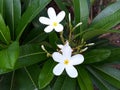 Between two white flower green leaves