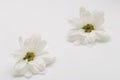 Two White Flowers Royalty Free Stock Photo