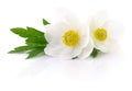 Two white flowers Royalty Free Stock Photo