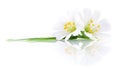 Two white flowers. Royalty Free Stock Photo