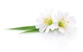 Two white flowers. Royalty Free Stock Photo