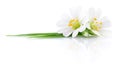 Two white flowers. Royalty Free Stock Photo