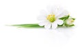 Two white flowers. Royalty Free Stock Photo