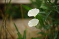 Two white flowers birch bindweed grow in the garden