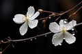 two white flowers on a branch Royalty Free Stock Photo