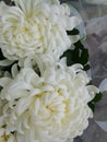 Hand-woven artisan tradiTwo beautiful large white chrysanthemum flowers in a wedding bouquet.