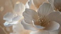 Two White Flowers Close Up on Blurry Background Royalty Free Stock Photo