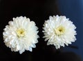 Two White flowers close up daisy gerbera Royalty Free Stock Photo