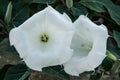 Two white flowers close-up. Datura innoxia, flower pattern. Inoxia with green leaves. Floral background. Plants in the garden.