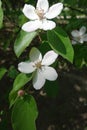 Two white flowers of Cydonia oblonga Royalty Free Stock Photo