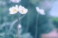 Two white flowers gently infused in the arms. Artistic way flower anemones