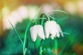 Two white flowers in gorgeous colors light