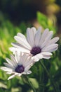 Two white flowers of Osteospermum Fruticosum, beautiful african daisies Royalty Free Stock Photo