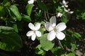 Two white flowers of quince in May Royalty Free Stock Photo