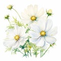 White Cosmos Flowers Watercolor Painting On White Background