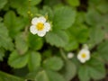 Two white flowers of a wild-strawberry plant