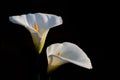 Two white flowers of Zantedeschia aethiopica, commonly known as calla lily and arum lily, against a dark background Royalty Free Stock Photo