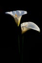 Two white flowers of Zantedeschia aethiopica, commonly known as calla lily and arum lily, against a dark background Royalty Free Stock Photo