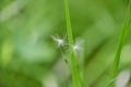 Two white, fluffy dandelion seeds flying in wind fell into green grass of earth. Wind dispersal of seeds Royalty Free Stock Photo