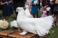 Two white doves on wicker basket on wedding