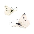 Two white flying butterfly with bleck dots hand drawn on white background. Watercolor illustration for icon or logo