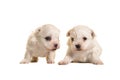 Two white four weeks old boomer puppies lying and standing