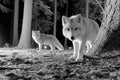 Two white foxes in a dark forest at night Royalty Free Stock Photo