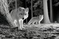 Two white foxes in a dark forest at night Royalty Free Stock Photo
