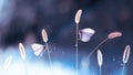 Two white fragile butterflies on a grass in a garden. Summer natural creative image.