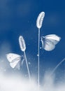 Two white fragile butterflies on a grass in a garden. Summer natural creative image. Classic blue colour.