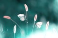 Two white fragile butterflies on a grass in a garden. Summer natural creative image in green tone.