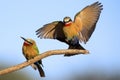 Two White Fronted Bee Eaters on a branch with a blue sky in back Royalty Free Stock Photo